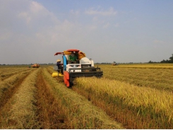 Scaling up a rice growing model in the Mekong Delta in response to climate change