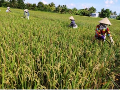 Phòng trừ cỏ dại trên ruộng lúa gieo sạ vụ đông xuân 2021 - 2022