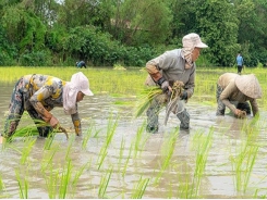 Rice farming without synthetic fertilizers, higher economic efficiency
