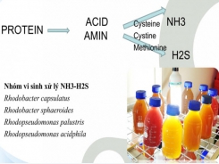 Công nghệ vi sinh vật ứng dụng trong nuôi trồng thuỷ sản