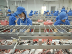 Pangasius exports exceed USD one billion