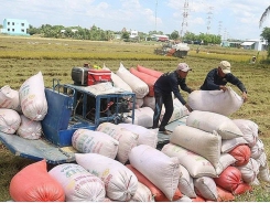 Rice export price highest in the past two months