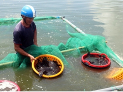 Develop aquaculture, reduce pressure on natural exploitation