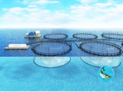 A breath of fresh air - how nanobubbles can make aquaculture more sustainable