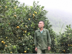Cao Phong orange specialized farming area builds consumption scenarios