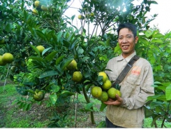 Connecting consumption for Hung Yen’s OCOP and citrus products