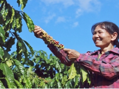 Lam Dong facing a shortage of labour for coffee harvesting
