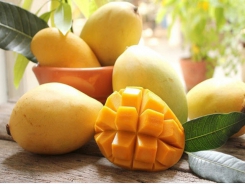 South Korea increases imports of Vietnamese mangoes