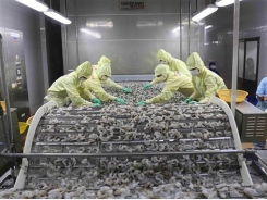 Vietnam’s shrimp export rises slightly in 9 months