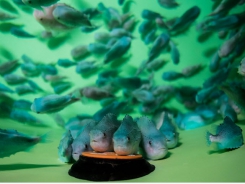 Researchers use personality profiling to improve lumpfish performance