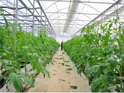 Vegetable, flower growers excited back to their fields in Lam Dong