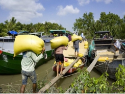 Vietnam's five-percent broken rice price increases in foreign markets