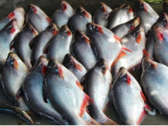 Pangasius prices at 21,000-22,000 VND/kg, farmers still suffer from losses