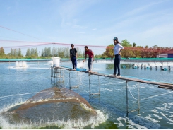 Using technology to improve water quality management in shrimp farming