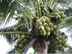 Phân bón cho cây dừa