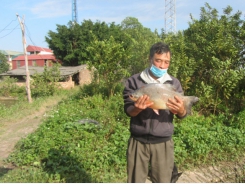 Nuôi cá bán thâm canh, nhàn mà lãi vẫn tốt