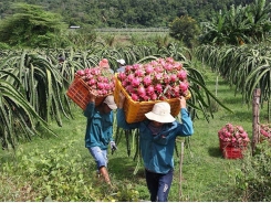 Digital farming - the way to ease reliance on merchants