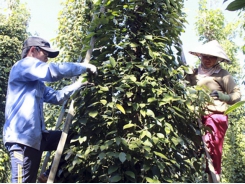 Pepper export prices soar, industry regains strength