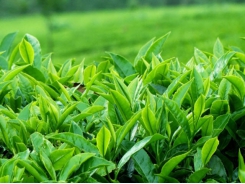 Imports of Vietnamese tea account for 2.4% of the worldwide market share