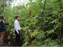 Cassava price increases by VND 300 per kilogram compared to 2020
