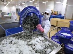 Shrimp industry strives to remain big foreign currency earner