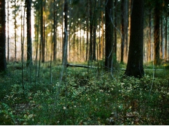 Kinh nghiệm phát triển rừng bền vững tại Phần Lan