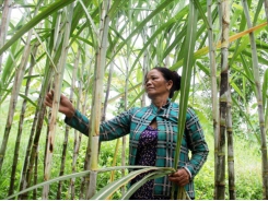 Vietnam’s sugar industry has many signs of improvement