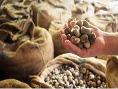 Imports of raw cashew nut decreases in 2 continuous months