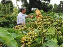 Hồi sinh cà phê già cỗi nhờ tái canh