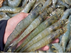 Vietnam's shrimp imports into the US increase sharply
