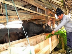 Chống đói rét, quản lý đàn gia súc di cư mùa đông