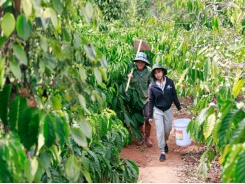 Newly-revised Coffee Sustainability Reference Code released by GCP