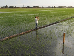Tưới nước ngập khô xen kẽ cho lúa, nông dân vùng hạn ở ĐBSCL bớt lo