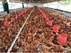 Ensuring domestic food, speeding up export of livestock products