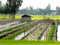 Change crop plants to improve land-use efficiency