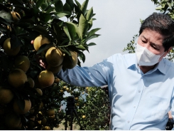 Replanting citrus trees in Hoa Binh for the 2021-2025 period