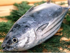 Xuất khẩu cá ngừ sang Úc tăng trưởng 3 con số