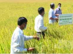 South-central coastal, Central Highlands regions gain bumper harvest of summer-autumn rice