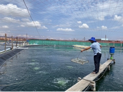 Ninh Thuận quy hoạch 2 vùng sản xuất giống thủy sản công nghệ cao
