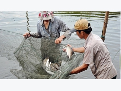 Hà Nội hỗ trợ chuyển đổi các mô hình nuôi trồng thủy sản theo hướng hữu cơ
