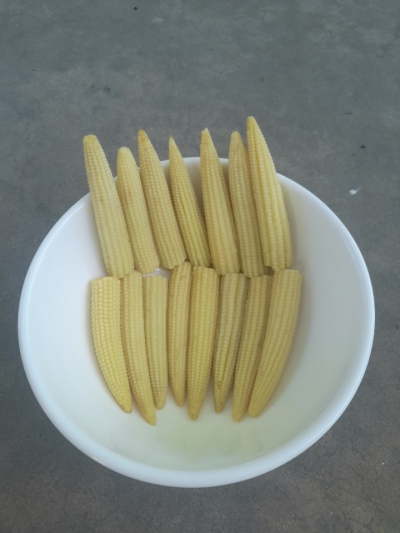 THU MUA BẮP NON ĐÓNG LON