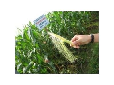 Kỹ Thuật Trồng Bắp Non Theo Hướng Rau An Toàn