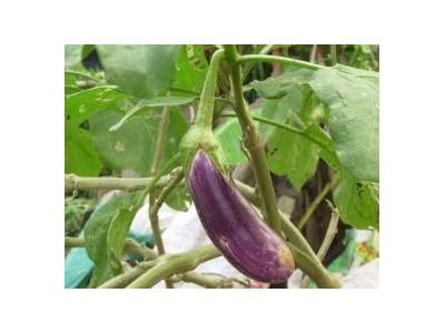 Kỹ Thuật Trồng Cà Tím