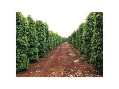 Kỹ Thuật Trồng Hồ Tiêu Trên Cây Trụ Sống
