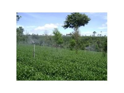 Kỹ Thuật Trồng Chè Cành Vụ Thu