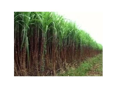 Kỹ Thuật Trồng Mía