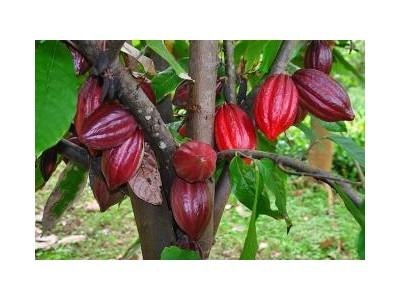 Kỹ Thuật Trồng Và Chăm Sóc Ca Cao