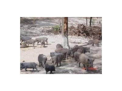 Mô Hình Nuôi Lợn Rừng Đạt Giá Trị Kinh Tế Cao