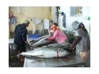 Ngư Dân Mang “Lộc Biển” Về Đất Liền