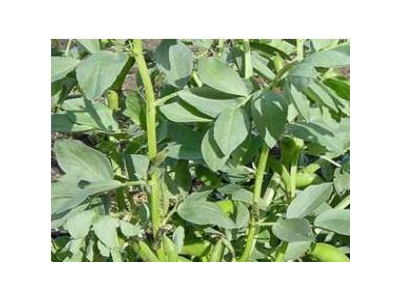 Giống Đậu Tương Rau AGS346